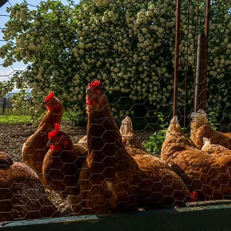 Apartmán Gutshof Bartl 2 *